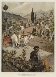 Die Weinlesezeit in Italien